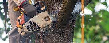 Best Pest Control for Lawns  in Ripley, TN