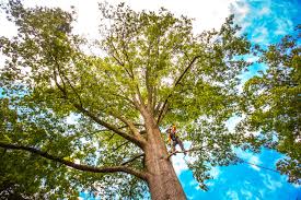 Best Tree Health Inspection  in Ripley, TN