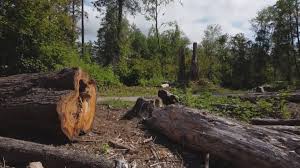 Tree and Shrub Care in Ripley, TN