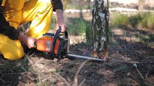 Best Lawn Watering Services  in Ripley, TN