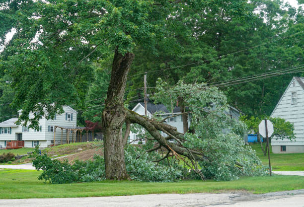 Best Leaf Removal  in Ripley, TN