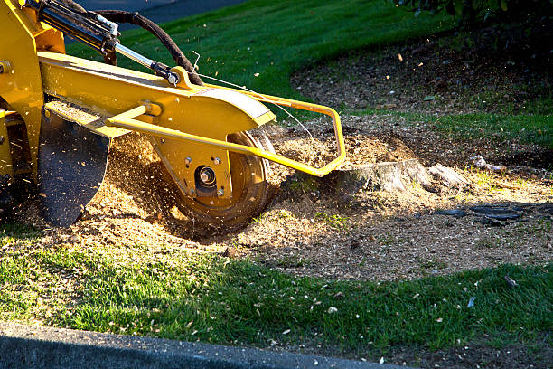 Best Seasonal Cleanup (Spring/Fall)  in Ripley, TN