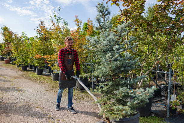 Best Lawn Maintenance Plans  in Ripley, TN