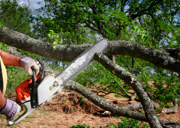 Ripley, TN Tree Removal Company